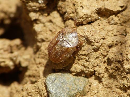 Réf. 257 980 : Cassidinae inconnu