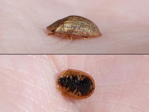 Réf. 257 984 : Cassidinae inconnu