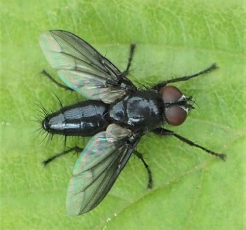 Réf. 257 138 : Nyctia halterata