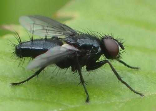 Réf. 257 139 : Nyctia halterata