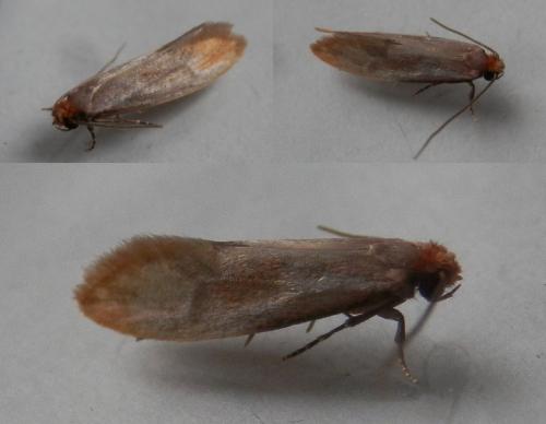 Réf. 257 017 : Tinea semifulvella