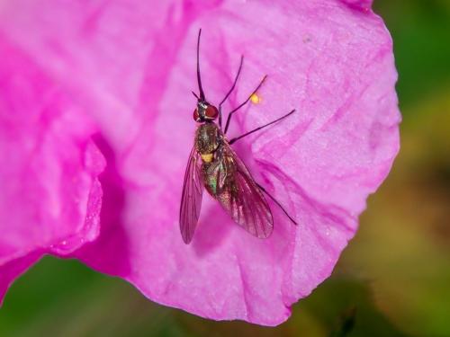 Phthiria minuta