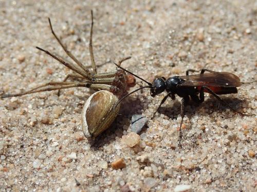 Priocnemis sp.