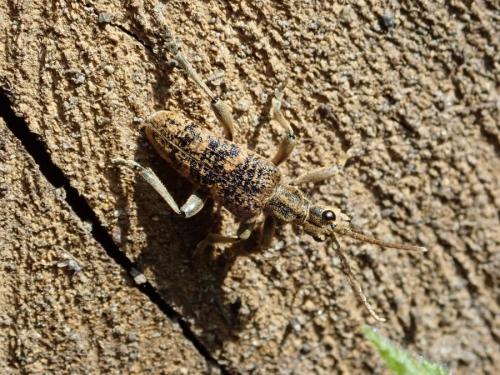 Rhagium sycophanta