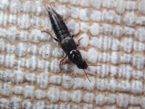 Réf. 257 511 : Quedius sp.