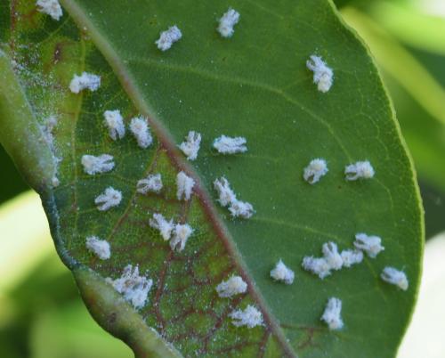 Réf. 257 630 : Lauritrioza alacris