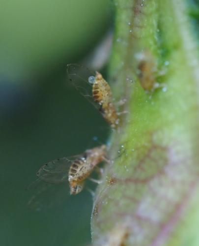 Réf. 257 703 : Lauritrioza alacris