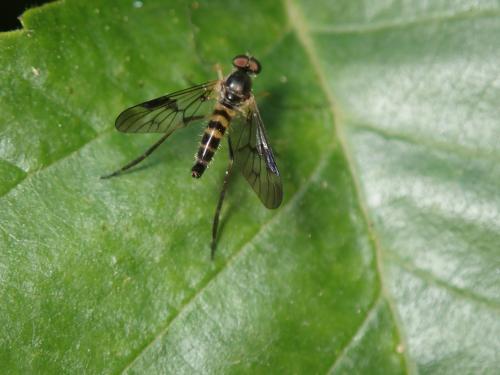 Chrysopilus sp.