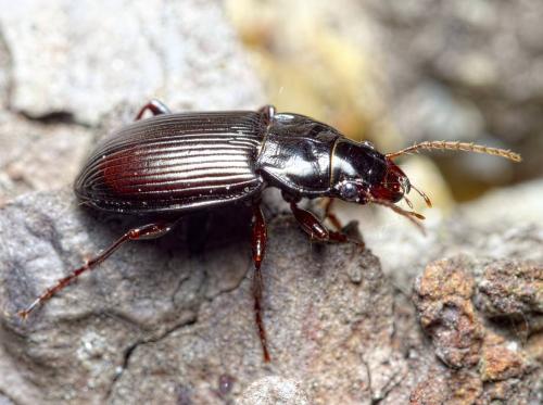 Amara aulica