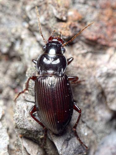 Amara aulica