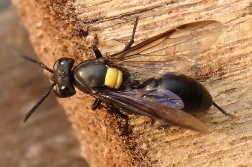 Réf. 257 555 : Polybia sp.