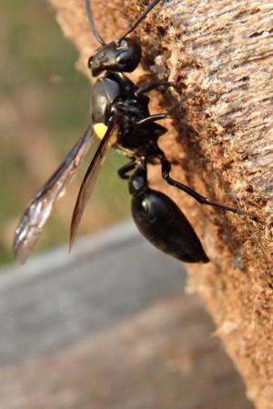 Réf. 257 556 : Polybia sp.