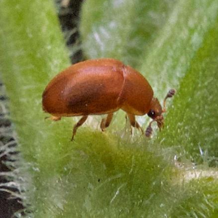 Cychramus luteus