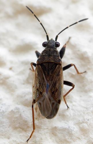 Réf. 257 214 : Peritrechus gracilicornis