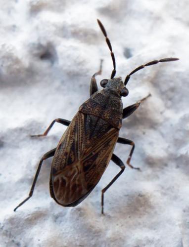 Peritrechus geniculatus
