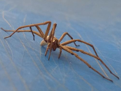 Réf. 257 356 : Pisaura mirabilis