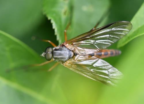 Réf. 257 038 : Rhagio conspicuus