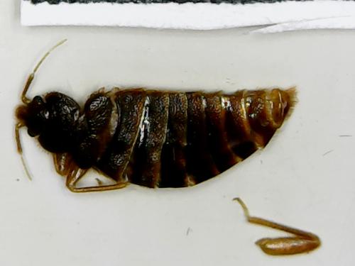 Cimex lectularius