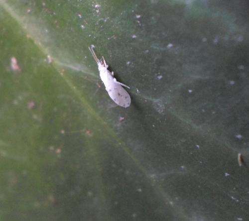Aleuropteryx maculata