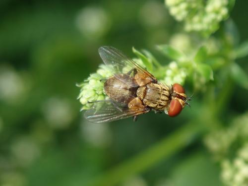 Clytiomya continua