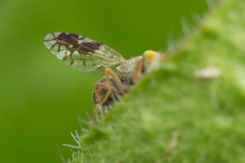 Réf. 257 561 : Tephritis divisa