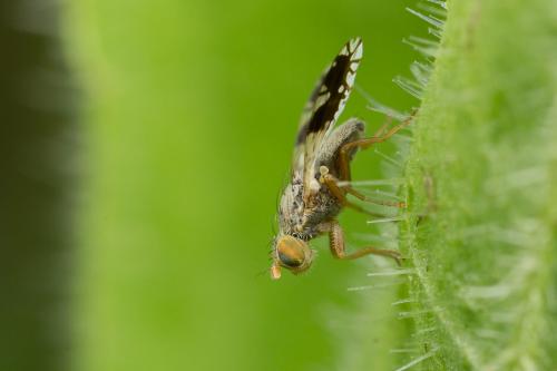 Réf. 257 560 : Tephritis divisa