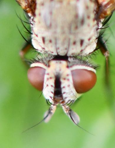 Solieria sp.