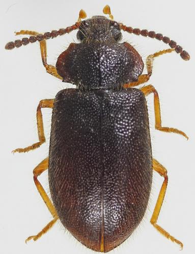 Anaedus forticornis