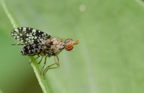 Réf. 257 317 : Trypetoptera punctulata