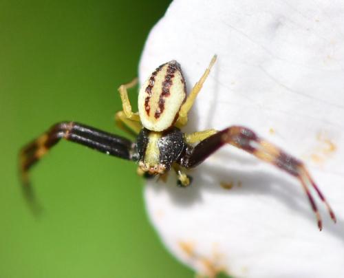 Misumena vatia