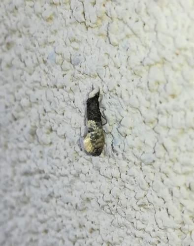 Réf. 257 911 : Trichophaga tapetzella