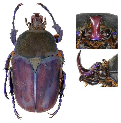 Compsocephalus rotteveeli