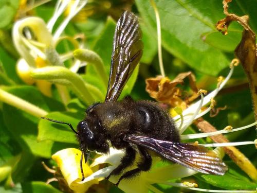 Réf. 257 341 : Xylocopa violacea