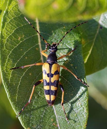 Réf. 257 995 : Rutpela maculata