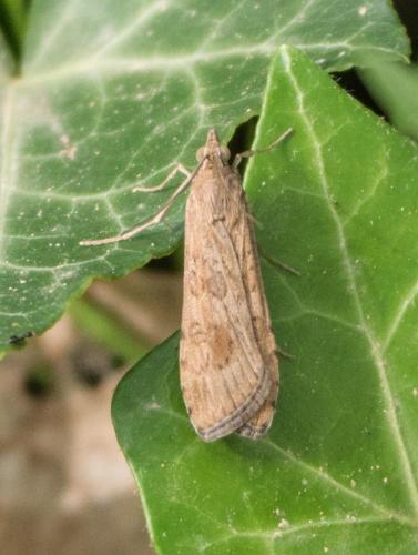 Nomophila noctuella