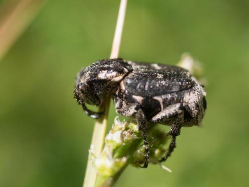 Réf. 257 282 : Valgus hemipterus