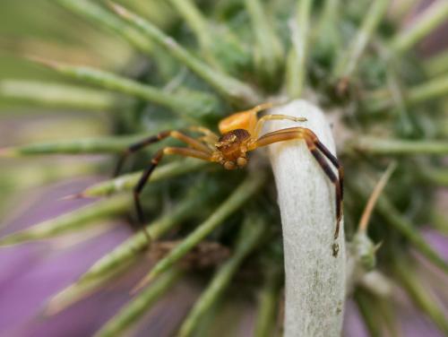 Réf. 257 433 : Thomisus onustus