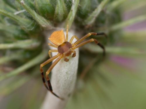 Thomisus onustus