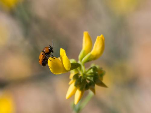 Cryptocephalus sp.