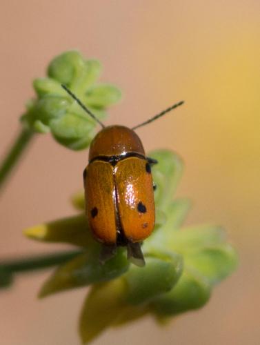 Cryptocephalus sp.