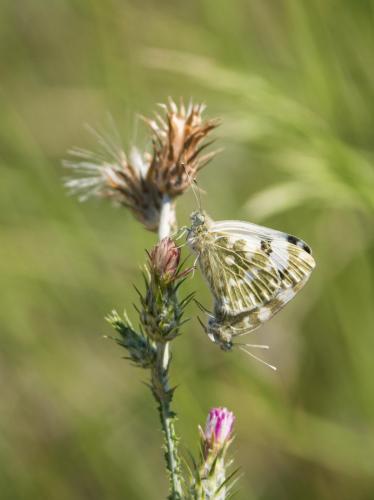 Réf. 257 736 : Pontia daplidice