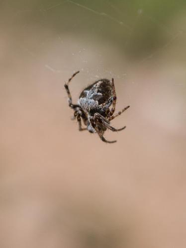 Réf. 257 738 : Agalenatea redii