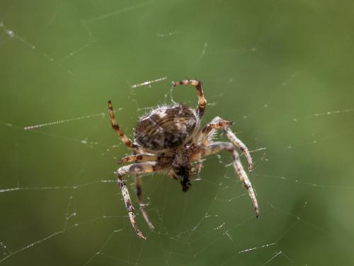Agalenatea redii