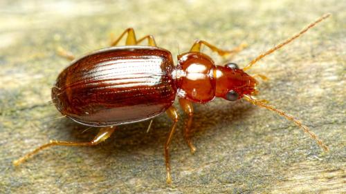 Réf. 257 905 : Ocys sp.