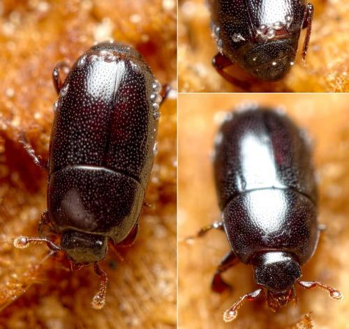Réf. 257 159 : Paromalus parallelepipedus