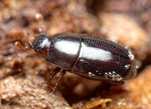 Réf. 257 158 : Paromalus parallelepipedus
