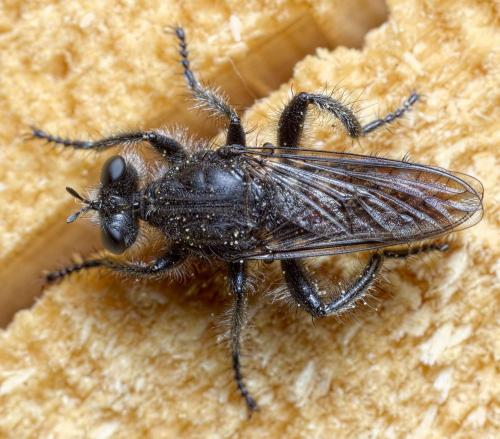 Andrenosoma albibarbe