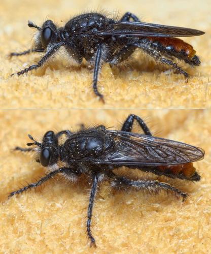 Andrenosoma albibarbe
