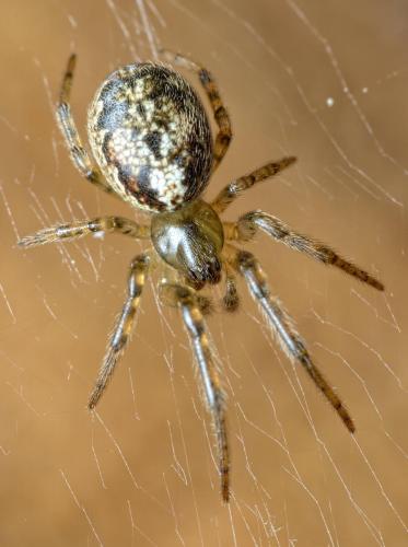 Zygiella montana
