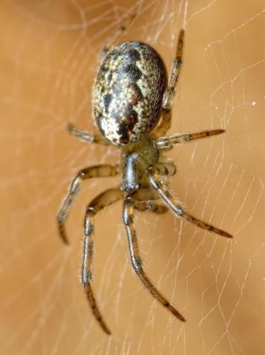 Zygiella montana